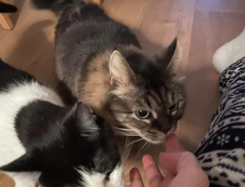 Kormedal og Setesdal